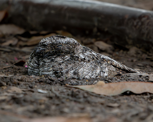 Tapacaminos Pandeagua observed by diegopino94