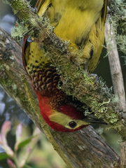 Colaptes rivolii