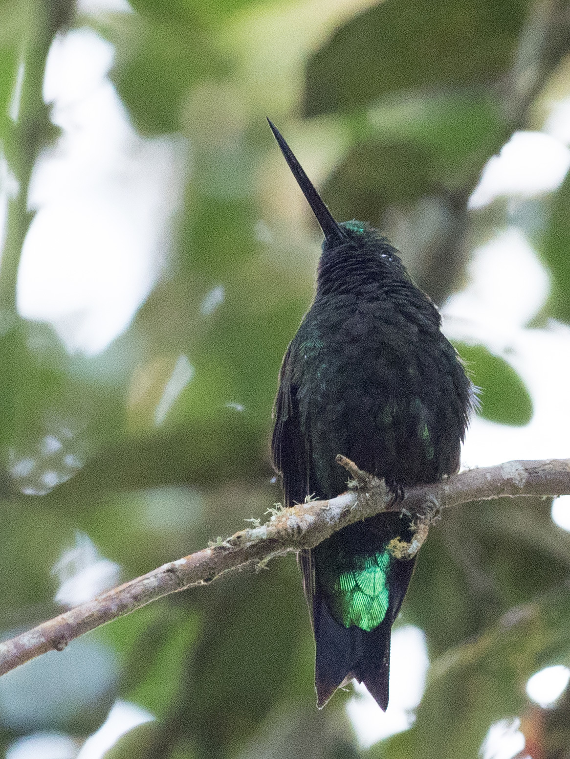 Black-thighed Puffleg (Eriocnemis derbyi), photo 10