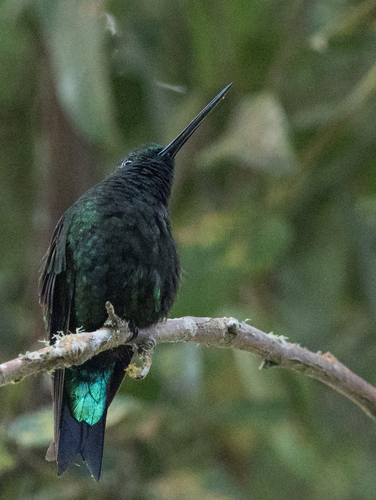 Black-thighed Puffleg (Eriocnemis derbyi), photo 9