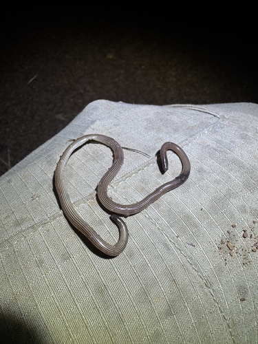 Cape York Striped Blind Snake