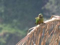 Leptosittaca branickii