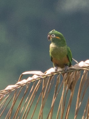 Leptosittaca branickii