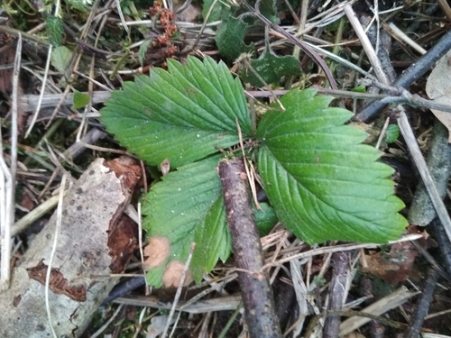 Paprastoji žemuogė