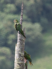 Leptosittaca branickii