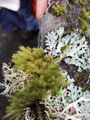 Ulota obtusiuscula