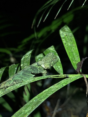 Pelturagonia nigrilabris, 2026-04-15