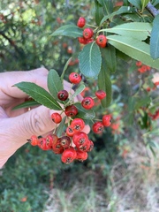 Pyracantha crenulata