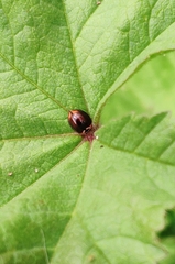 Cheilomenes propinqua vicina