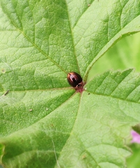 Cheilomenes propinqua vicina