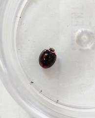 Cheilomenes propinqua vicina