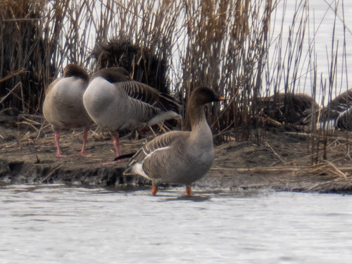 Ánsar campestre de la tundra (Anser serrirostris)