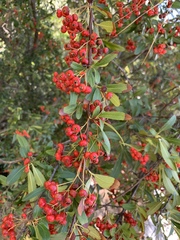 Pyracantha crenulata