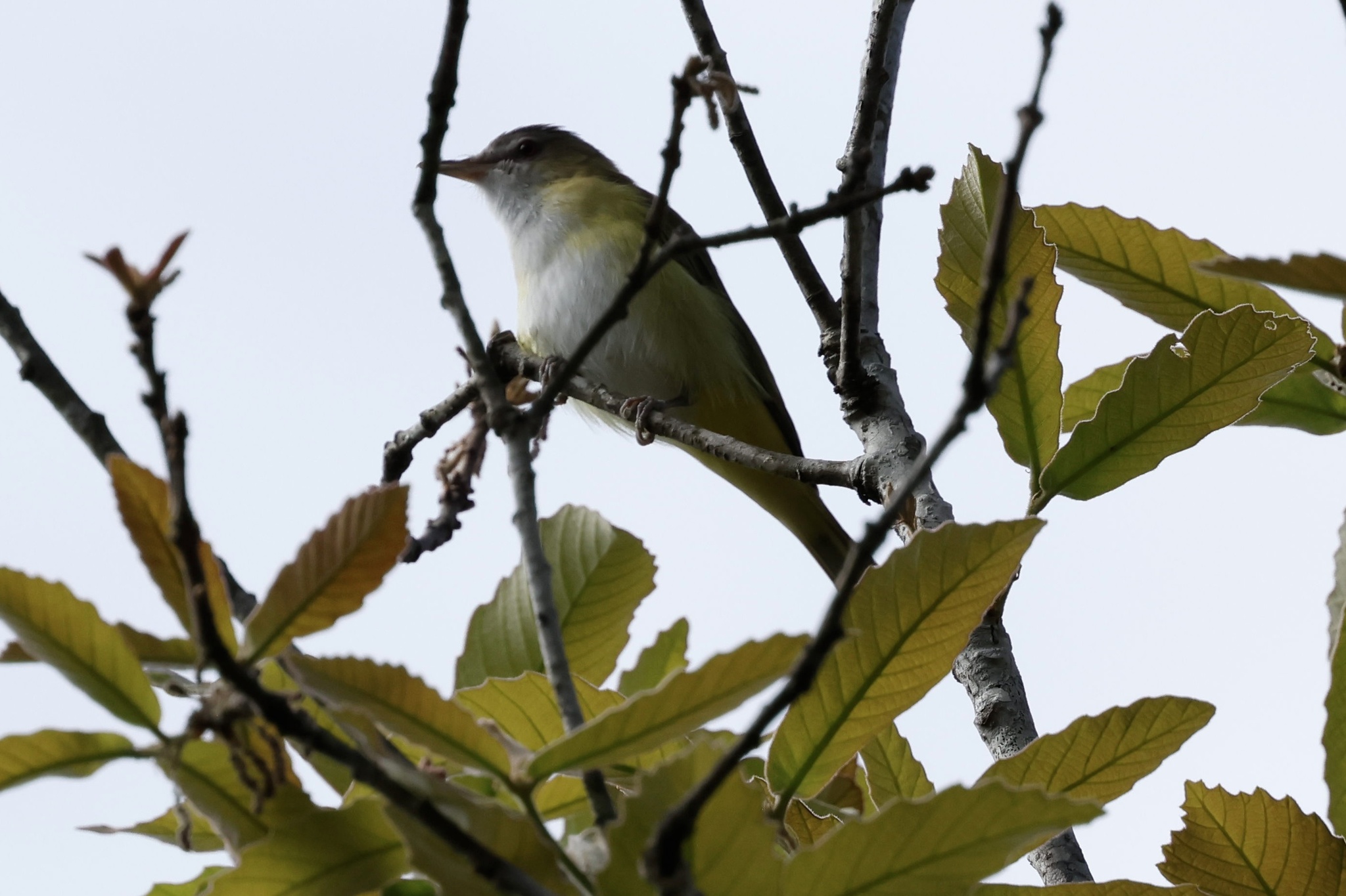 Yellow-green Vireo (Vireo flavoviridis), photo 9