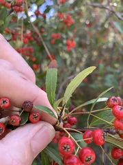 Pyracantha crenulata