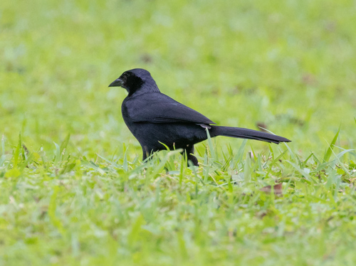 Melodious Blackbird