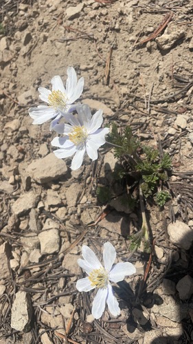 Anemone drummondii, photograph 1