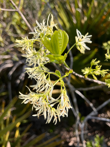 Pygmy fringetree (Chionanthus pygmaeus)
