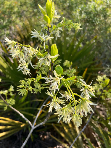 Chionanthus pygmaeus, photograph 3