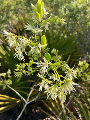 Chionanthus pygmaeus, photograph author not stated, no rights reserved