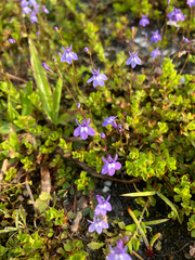 Lobelia feayana, photograph author not stated, no rights reserved
