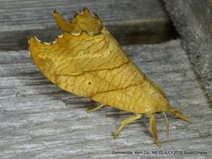 Drepana bilineata