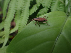 Sphenocorynes kosempoensis