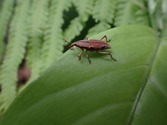 Sphenocorynes kosempoensis