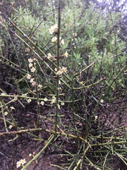 Adolphia californica