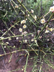 Adolphia californica