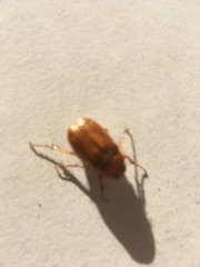 Amphimallon solstitiale