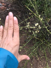 Adolphia californica