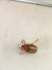 Amphimallon solstitiale