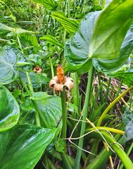Alocasia cucullata