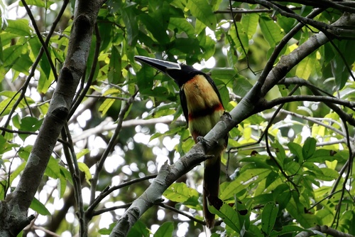 Yucatan Aracari