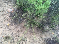 Adolphia californica