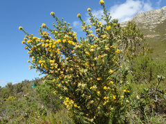 Aspalathus excelsa