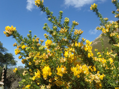 Aspalathus excelsa