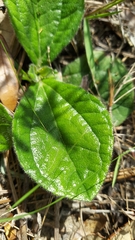 Helianthus radula, photograph (c) Athena Philips, some rights reserved (CC BY)