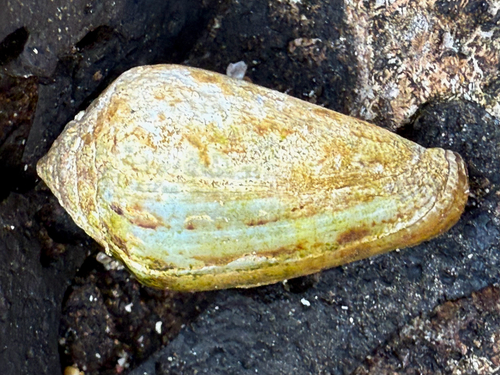Conus guanche
