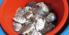Diplodus lineatus