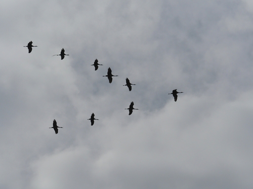 Sandhill Crane