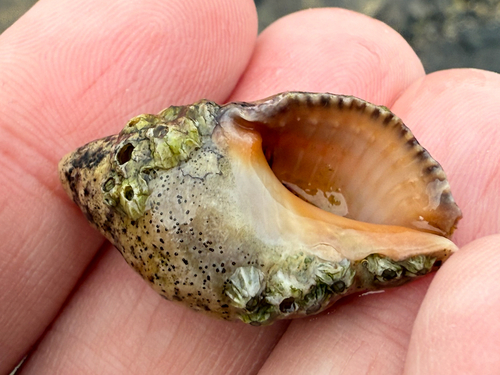 Stramonita haemastoma