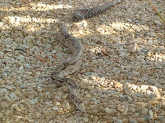 Boa constrictor