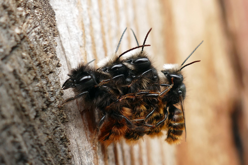 European Orchard Bee, photo 2 of 10