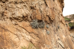 Helichrysum sutherlandii