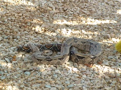 Boa constrictor