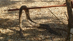 Boa constrictor