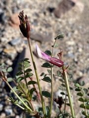 Astragalus preussii