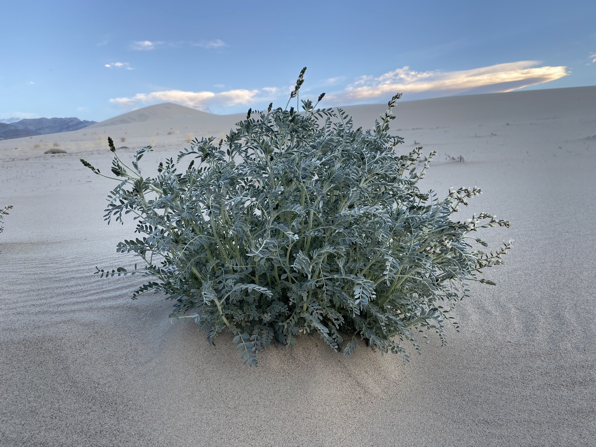 Astragalus lentiginosus var. micans